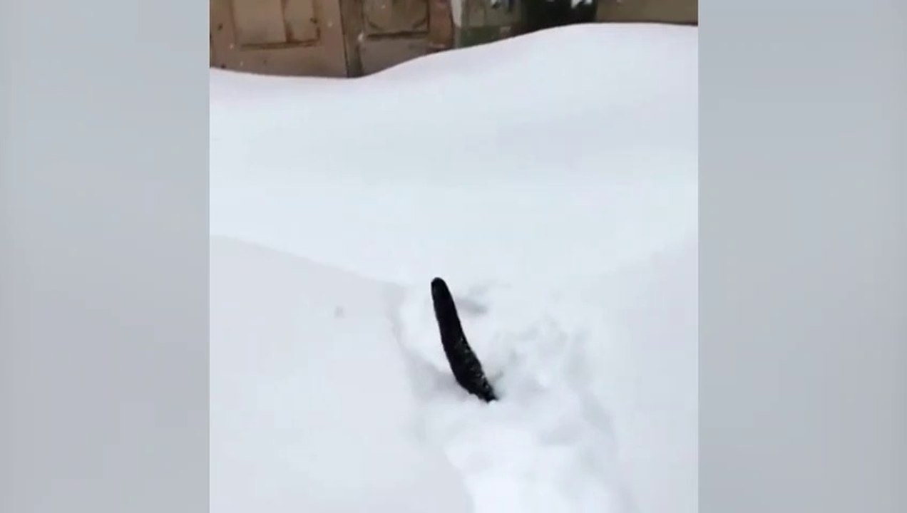 Un chat découvre la neige !