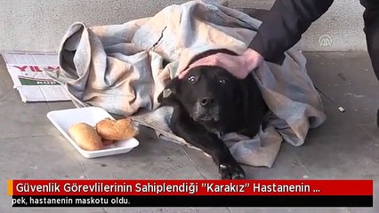 Güvenlik Görevlilerinin Sahiplendiği "Karakız" Hastanenin Maskotu Oldu