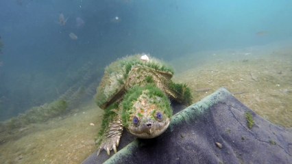 Old Snapping Turtle Says Hi