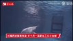 Amazing footage shows beluga whale giving birth in China