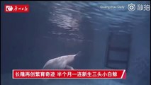 Amazing footage shows beluga whale giving birth in China