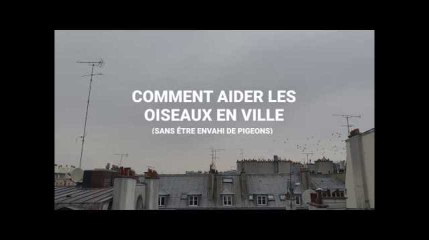 Protéger les oiseaux des villes (sans être envahi de pigeons)