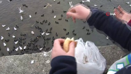 Yüzlerce martının ekmek kapma yarışı