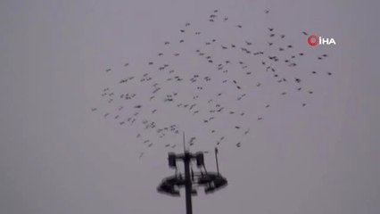 Sığırcık Kuşlarının Dansı Görenleri Hayran Bıraktı