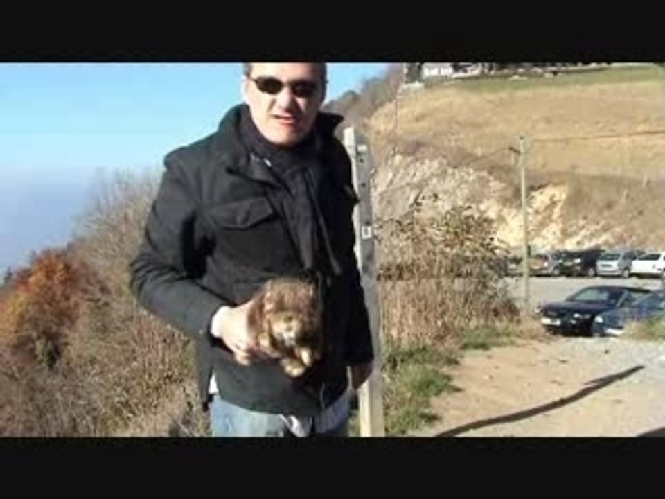 La marmotte moqueuse