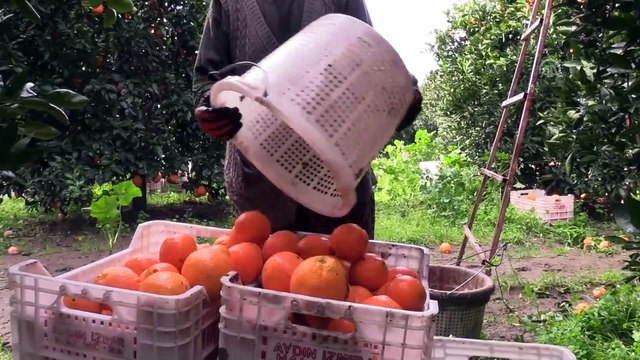 Ege'nin narenciye bahçesinde yüksek verim üreticiyi sevindirdi - MUĞLA