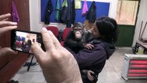 Şempanze Can'a 'özel aile terapisi' - GAZİANTEP