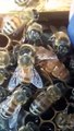 Belfast ana arı satısı