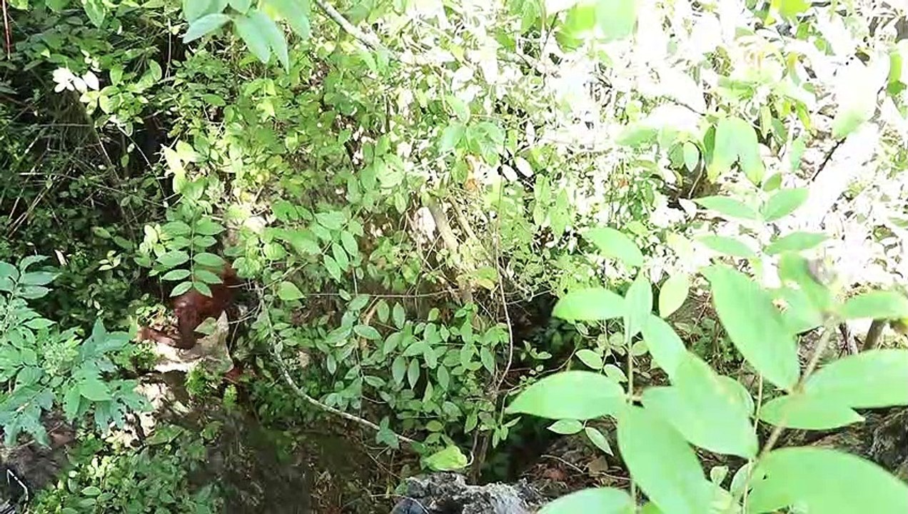 Arıcılık Videoları-Doğal Bal