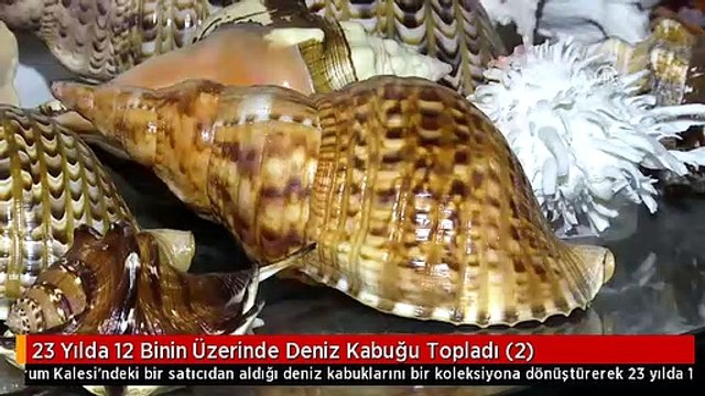 23 Yılda 12 Binin Üzerinde Deniz Kabuğu Topladı (2)