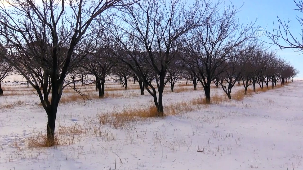 Kayısı bahçeleri beyaza büründü - IĞDIR
