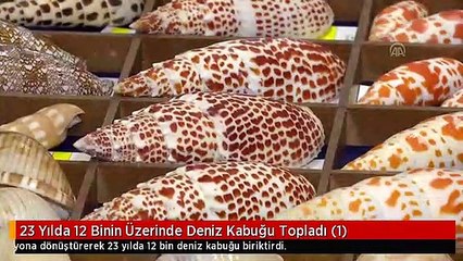 23 Yılda 12 Binin Üzerinde Deniz Kabuğu Topladı (1)