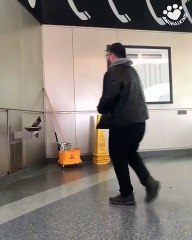 Thirsty pigeon drinks from fountain