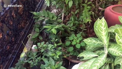 Large python caught in woman's front yard