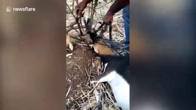 Two deer rescued after getting antlers entangled in irrigation pipes