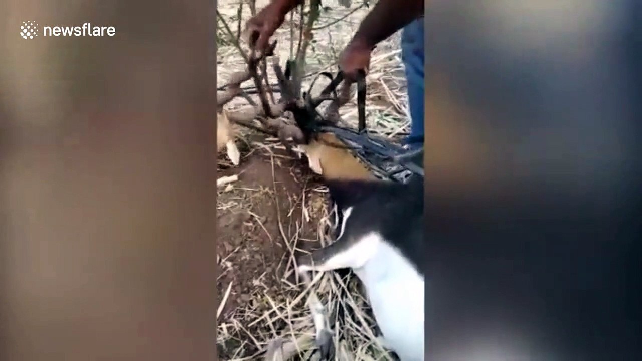 Two deer rescued after getting antlers entangled in irrigation pipes