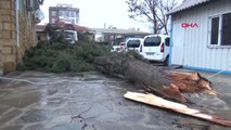 Çanakkale Ayvacık'ta Fırtına Ağaçları ve Direkleri Devirdi