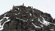 Karlı dağlarda yem arayan yaban keçileri görüntülendi - BİNGÖL