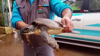 Yaralı caretta carettayı temizlik personelleri kurtardı