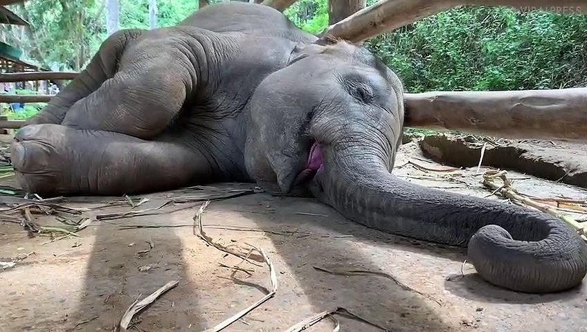 Baby Elephant Snoring