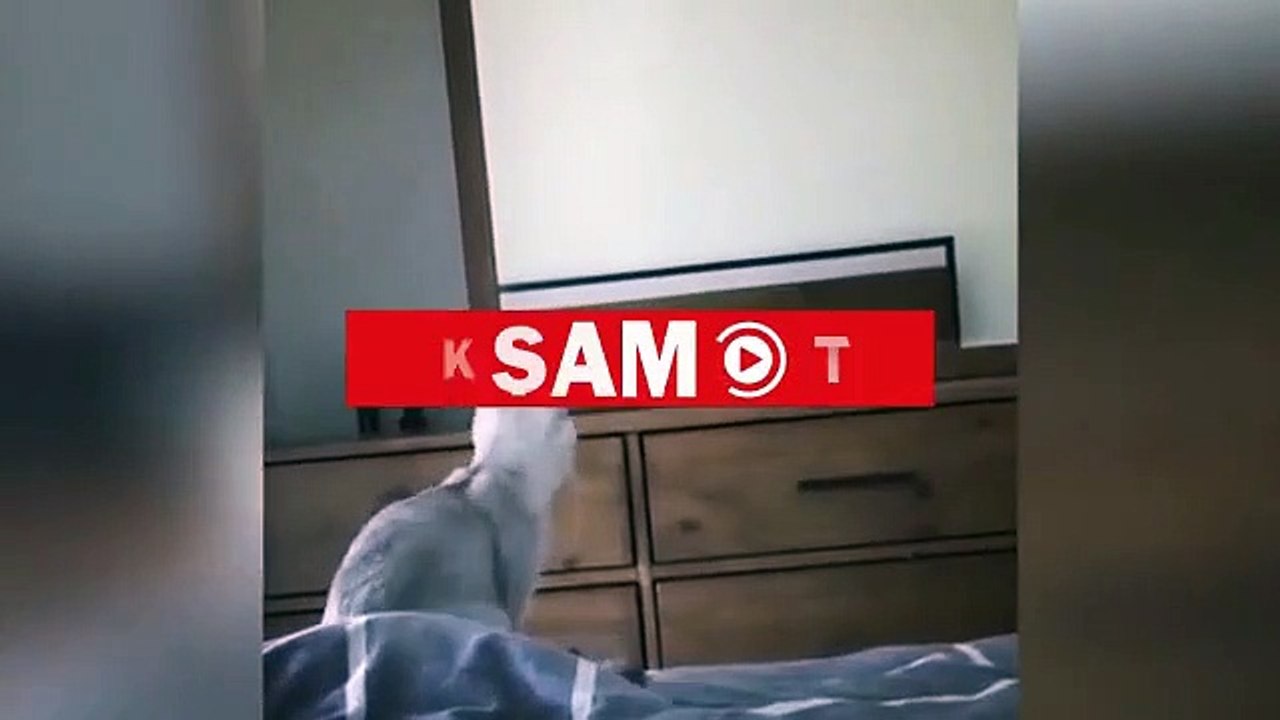 Aynada kulaklarını farkeden kedi kırdı geçirdi