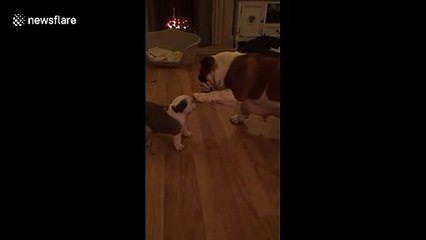 Adorable moment mother bulldog pats her puppy on head