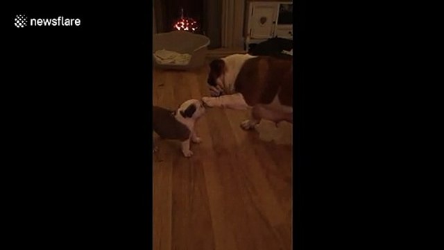Adorable moment mother bulldog pats her puppy on head