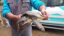 Muğla Belediye İşçileri Yaralı Yavru Caretta Carettayı Kurtardı