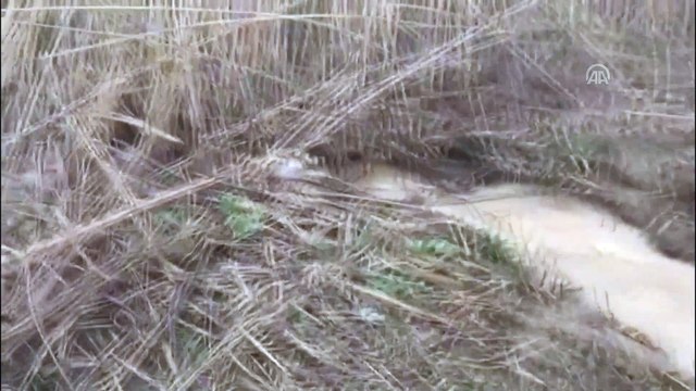 İzmir'de derenin taşması sonucu 20 kümes hayvanı telef oldu