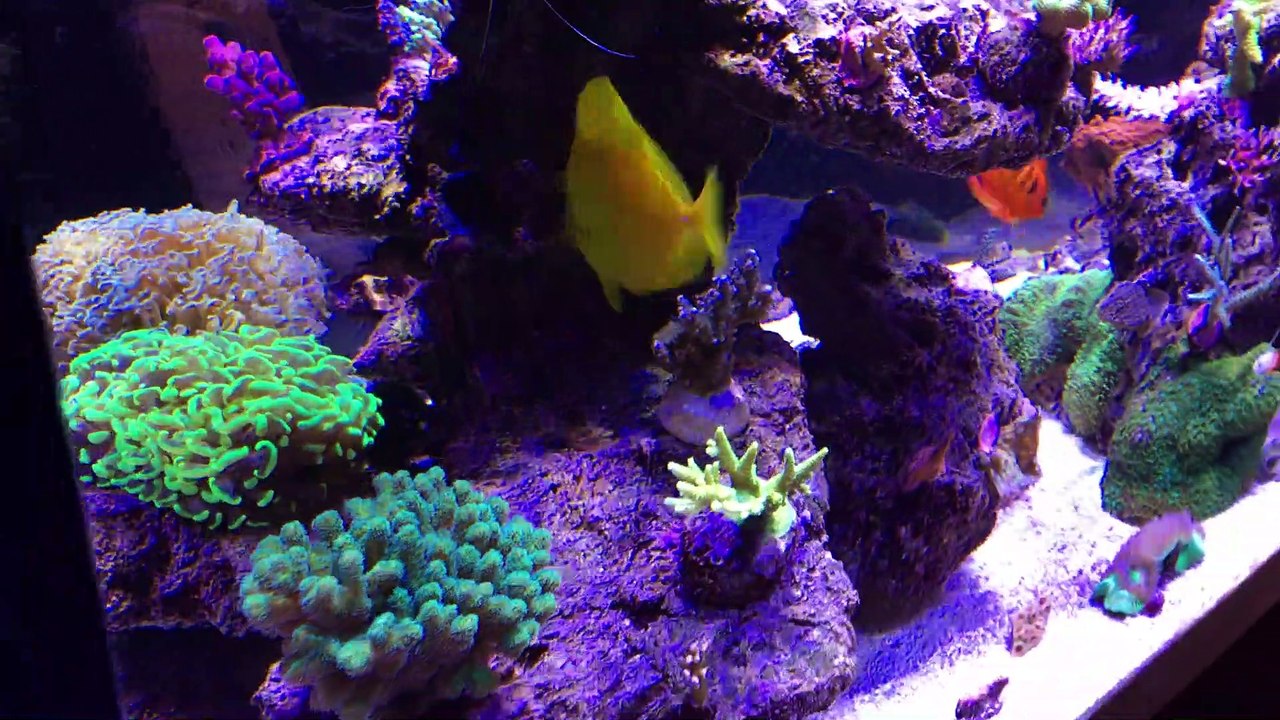 Bac de 500litres récifal