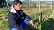 Le domaine de Figuiere : des vignes sans pesticide et des vins bio