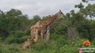3 lionnes s'en prennent à une giraffe et lui grimpent sur le dos