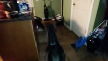 Doberman Pinscher fearlessly protects home from scary intruder