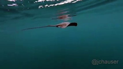 حوت قاتل يعاقب سمكة الراى بضربة قاضية