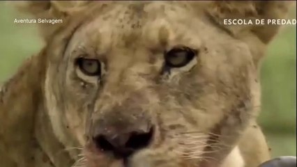 Predadores vida animal