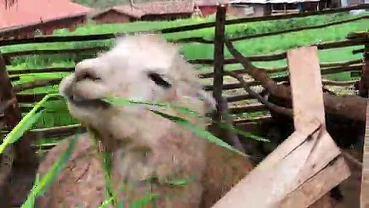 Alpacas