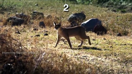 6 Facts about DARK ENERGY In తెలుగు  || Loyal Media