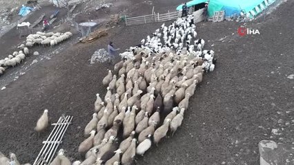 Koyun ve Kuzuların Renkli Buluşması