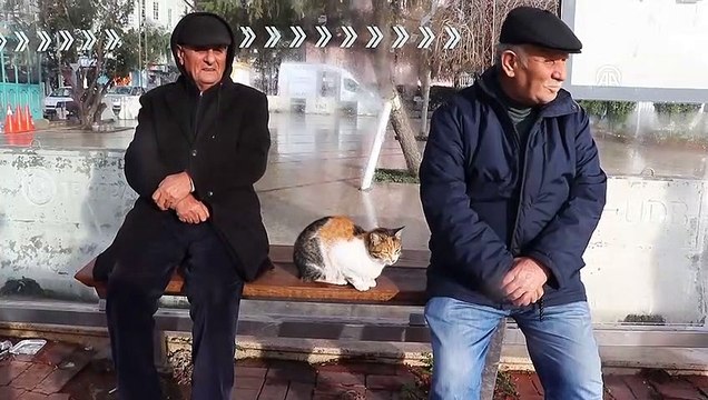 Otobüs durağı, kedilere yuva oldu - TEKİRDAĞ