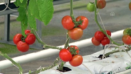 'Topraksız tarım' serası ilk ürünlerini verdi - İSTANBUL