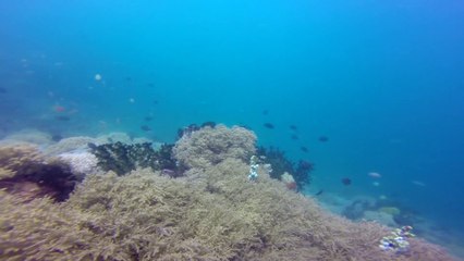 Puerto Galera Mindoro Island