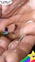 Subhan Allah a very tiny fish