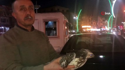 Kaçak avcıların vurduğu doğan donmak üzereyken kurtarıldı