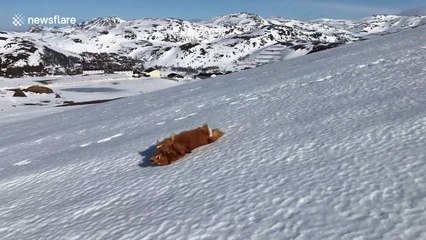 Meet the Norwegian dog that thinks she's a penguin
