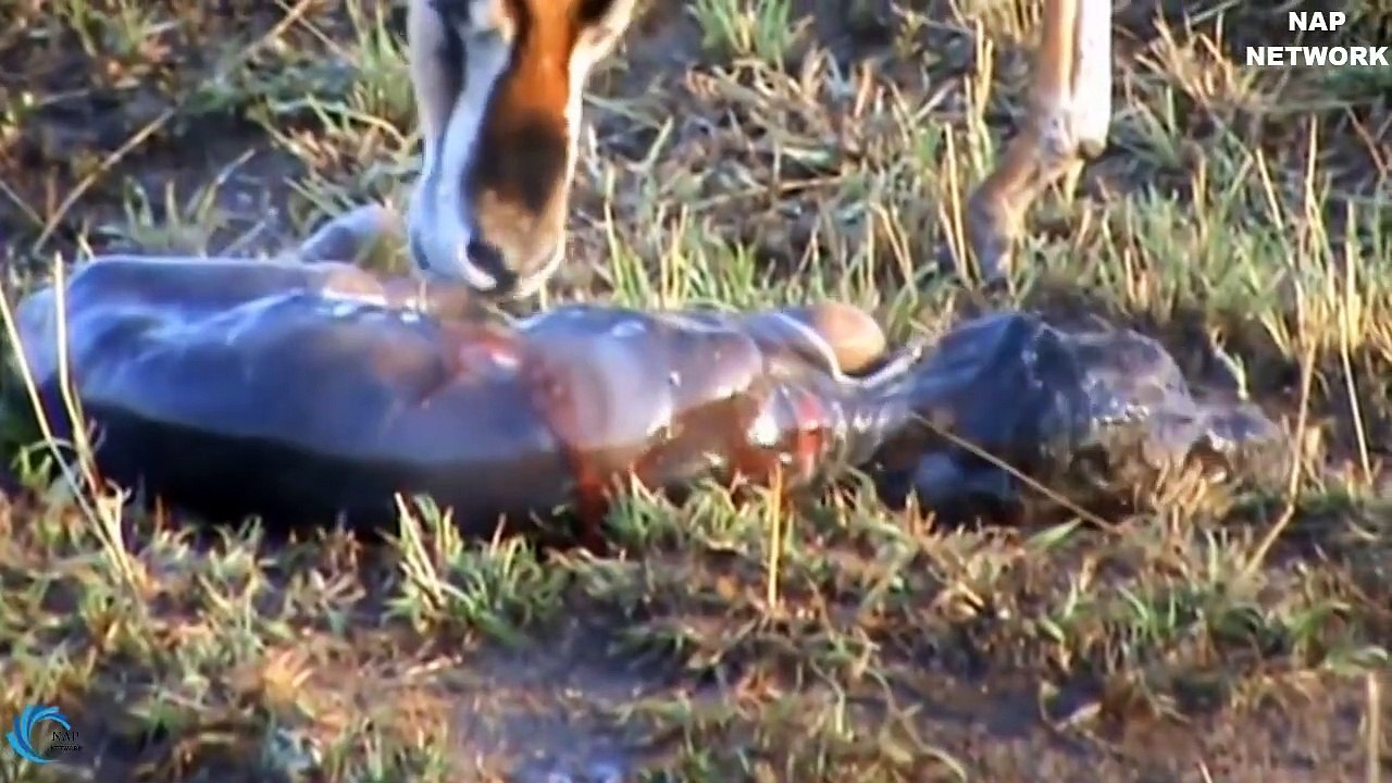 Lion Of The God! Unbelievable,Lion protect Impala newborn escape 6 Cheetah!