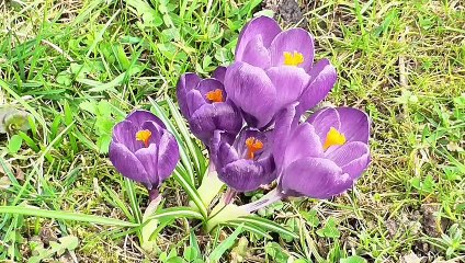 Amour, muses et fleurs disparaissent !
