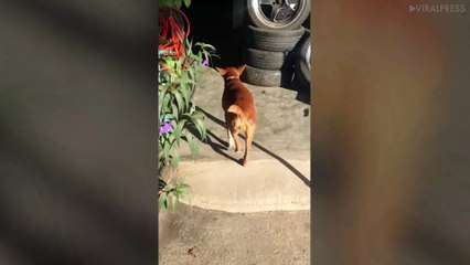 Mother Dog Leads Human To Puppies