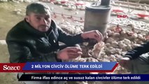 Mersin’de 2 milyon civciv ölüme terk edildi