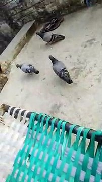pigeons in India on the roof!
