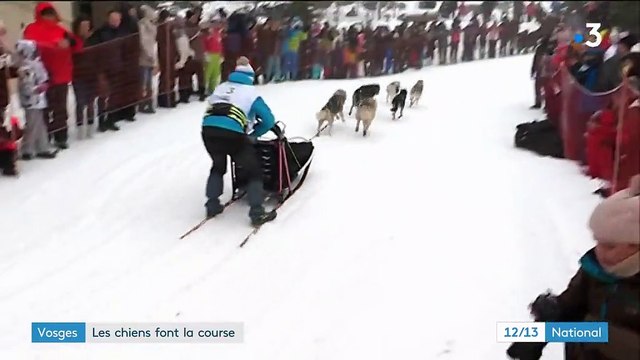 Vosges : les chiens d'attelage font la course